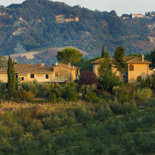 Experience Olive Grove Helicopter Tour Experience Olive Grove Helicopter Tour